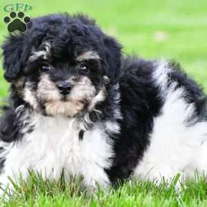 brooke, Bich-Poo Puppy